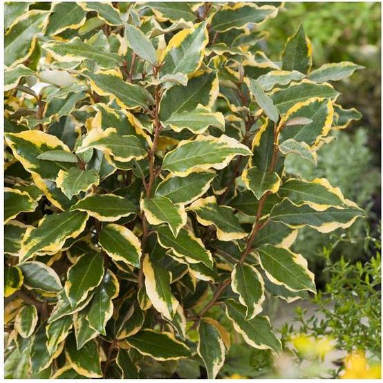 Elaeagnus x ebbingei 'Viveleg' - Chalef - Image 2