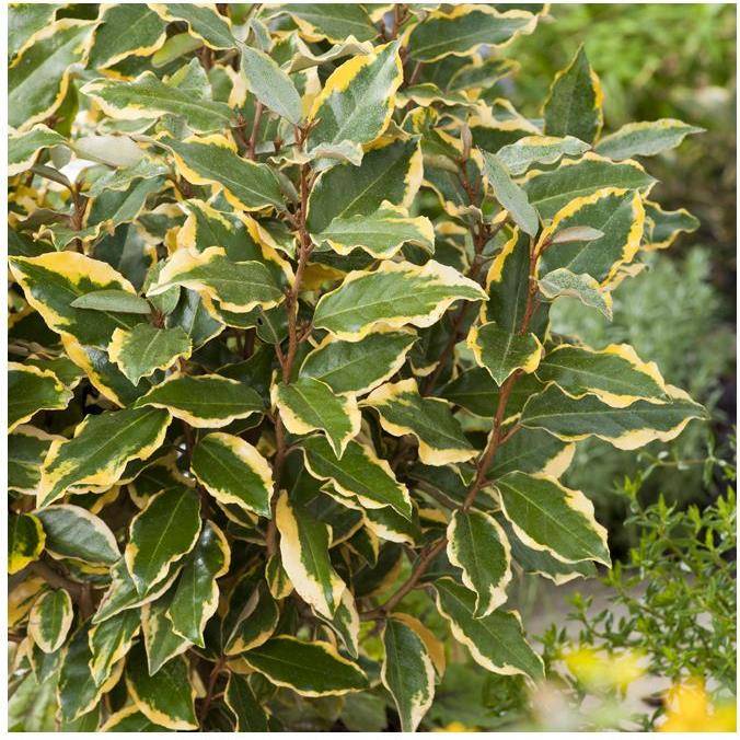 Elaeagnus x ebbingei 'Viveleg' - Chalef - Image 2