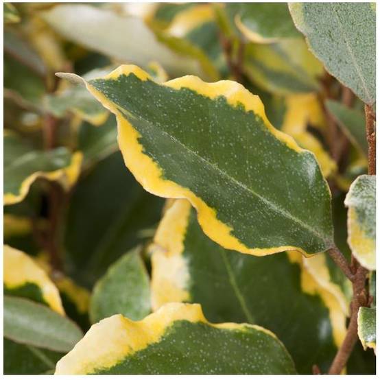 Elaeagnus x ebbingei 'Viveleg' - Chalef - Image 1