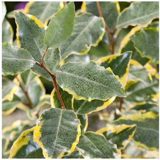 Elaeagnus x ebbingei 'Viveleg' - Chalef - Image 3