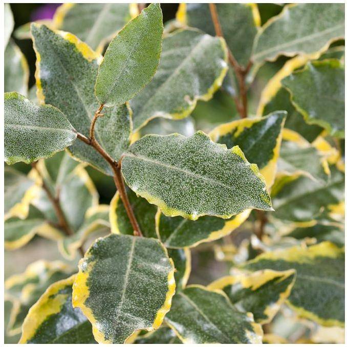 Elaeagnus x ebbingei 'Viveleg' - Chalef - Image 3