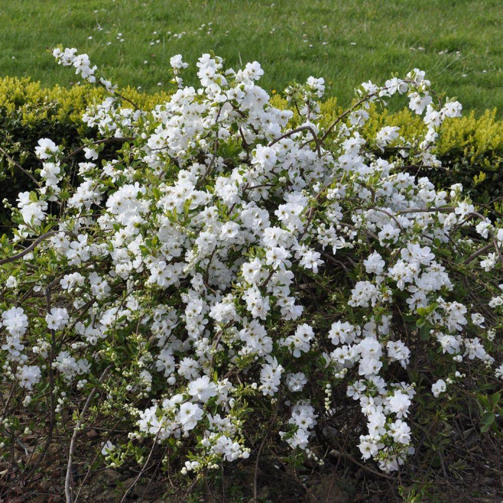 Exochorda 'the bride'