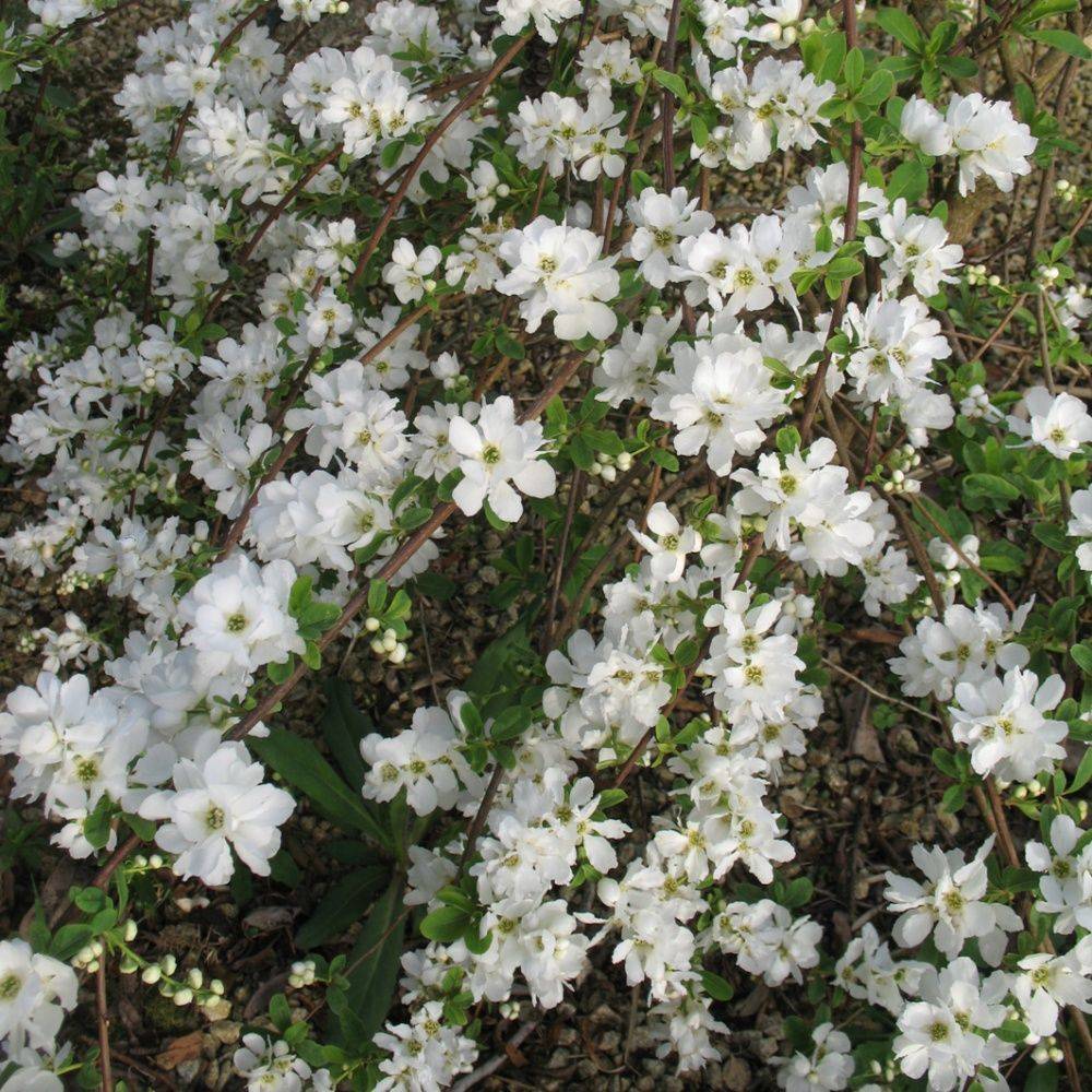 Exochorda 'the bride' - Image 2