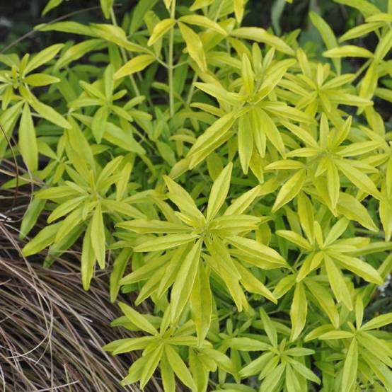 Oranger du Mexique 'Goldfinger' - Image 1