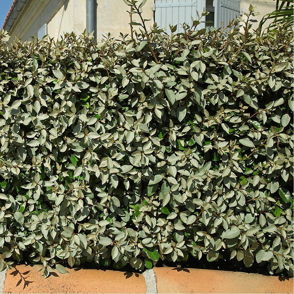 Elaeagnus ebbingei 'Compacta' - Image 2