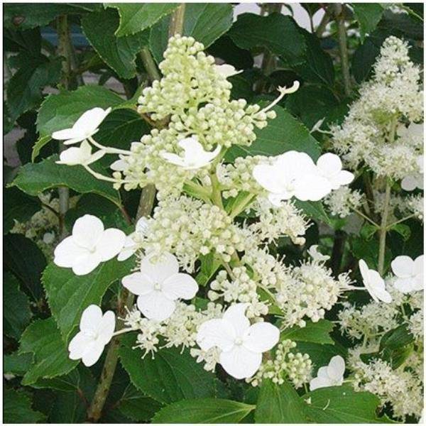 Hydrangea paniculata Kyushu - Hortensia - Image 3