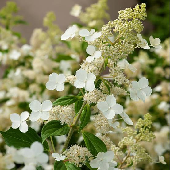 Hydrangea paniculata Kyushu - Hortensia - Image 2