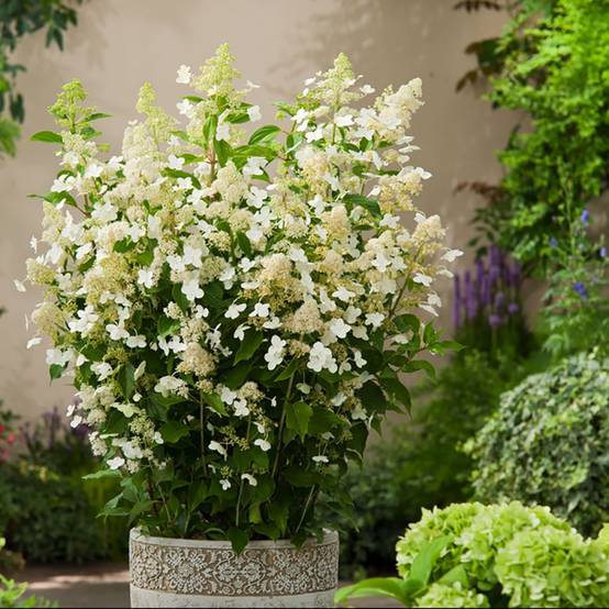 Hydrangea paniculata Kyushu - Hortensia - Image 1