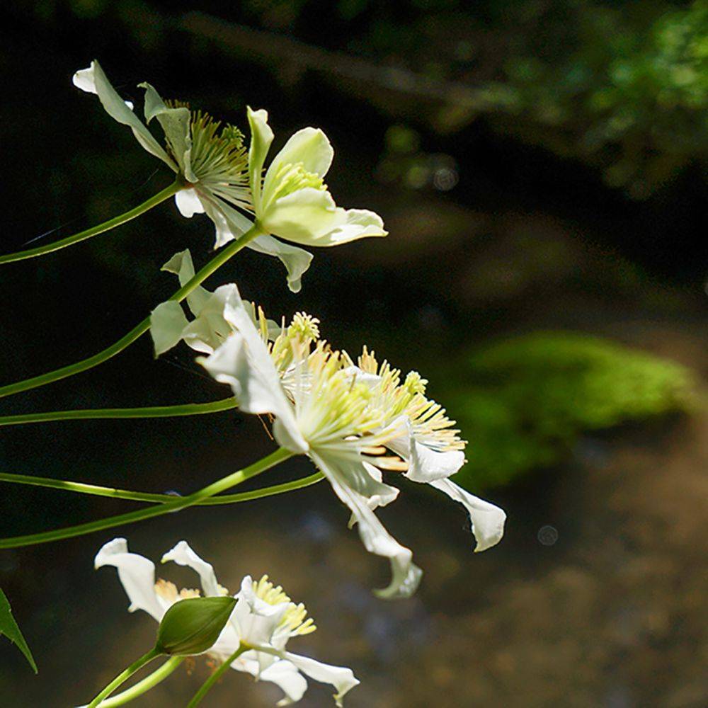 Clématite montana 'Wilsonii' - Clematis