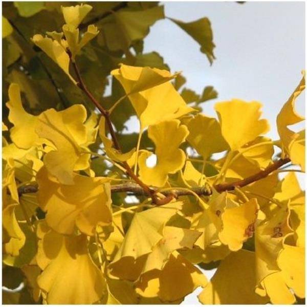 Ginkgo biloba 'Blagon'