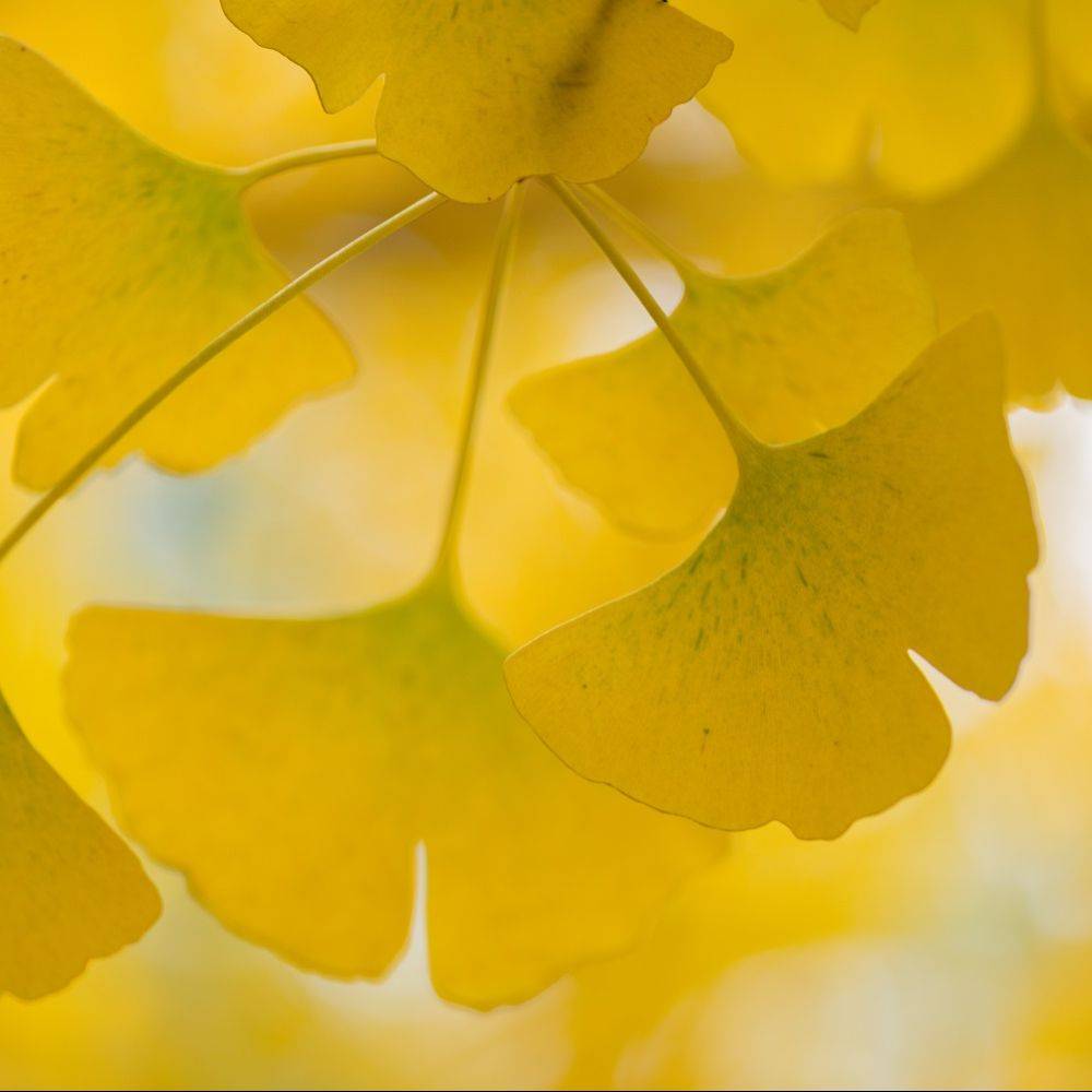 Ginkgo biloba 'Princeton Sentry' - Image 5