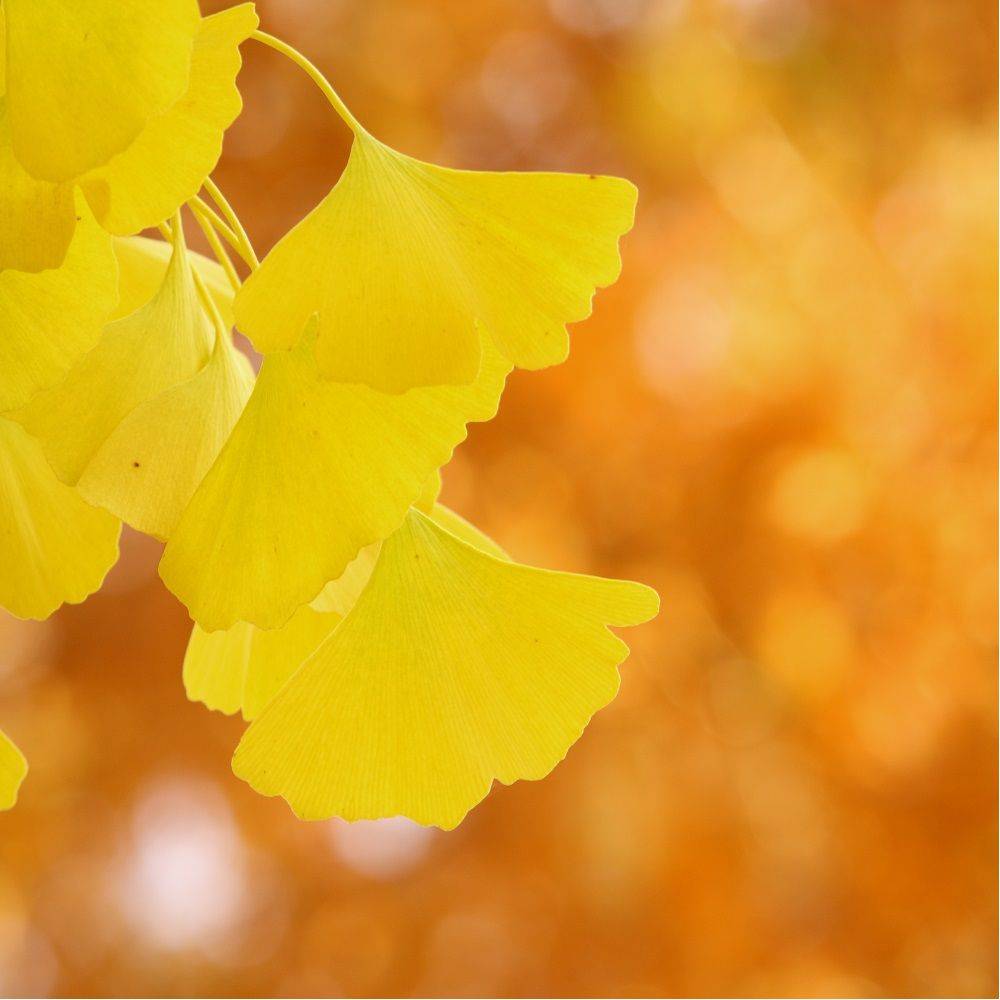 Ginkgo biloba 'Princeton Sentry' - Image 3
