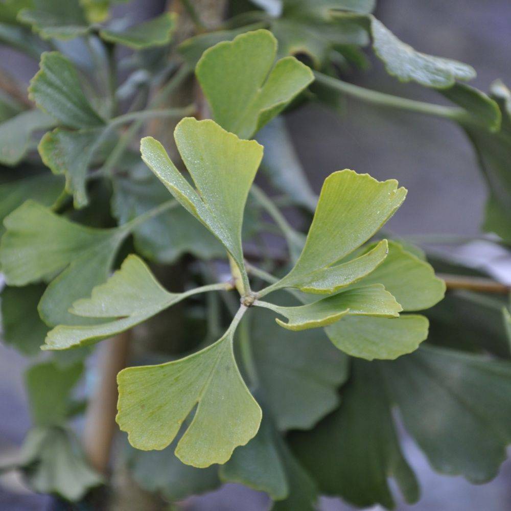 Ginkgo biloba 'Princeton Sentry' - Image 1