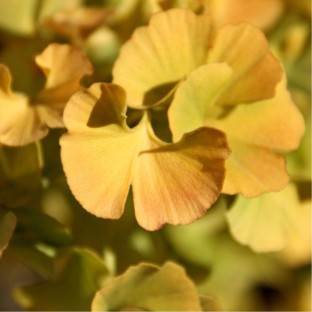Ginkgo biloba 'Princeton Sentry' - Image 4