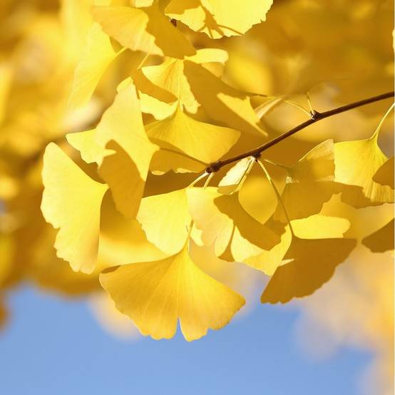 Ginkgo biloba 'Princeton Sentry' - Image 2