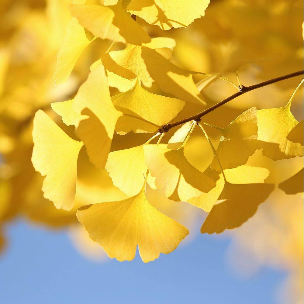 Ginkgo biloba 'Princeton Sentry' - Image 2
