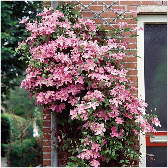 Clématite 'Comtesse de Bouchaud' - Image 7