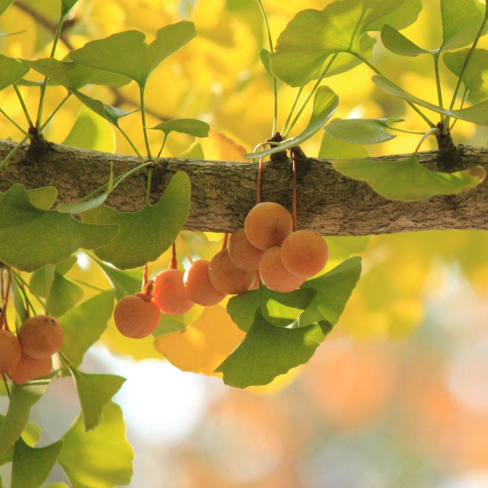 Ginkgo biloba - Image 4