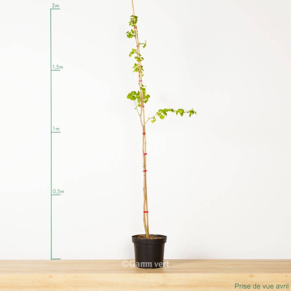 Ginkgo biloba - Image 5