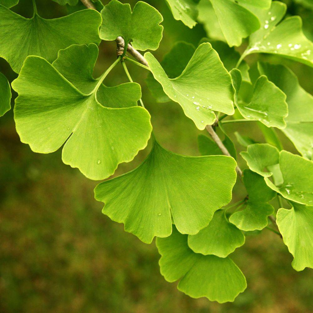Ginkgo biloba - Image 2