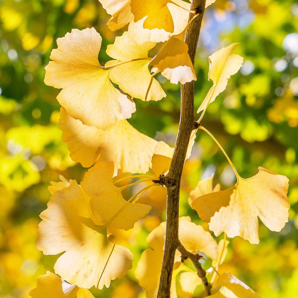 Ginkgo biloba - Image 1