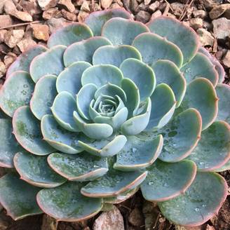 Echeveria Glauca