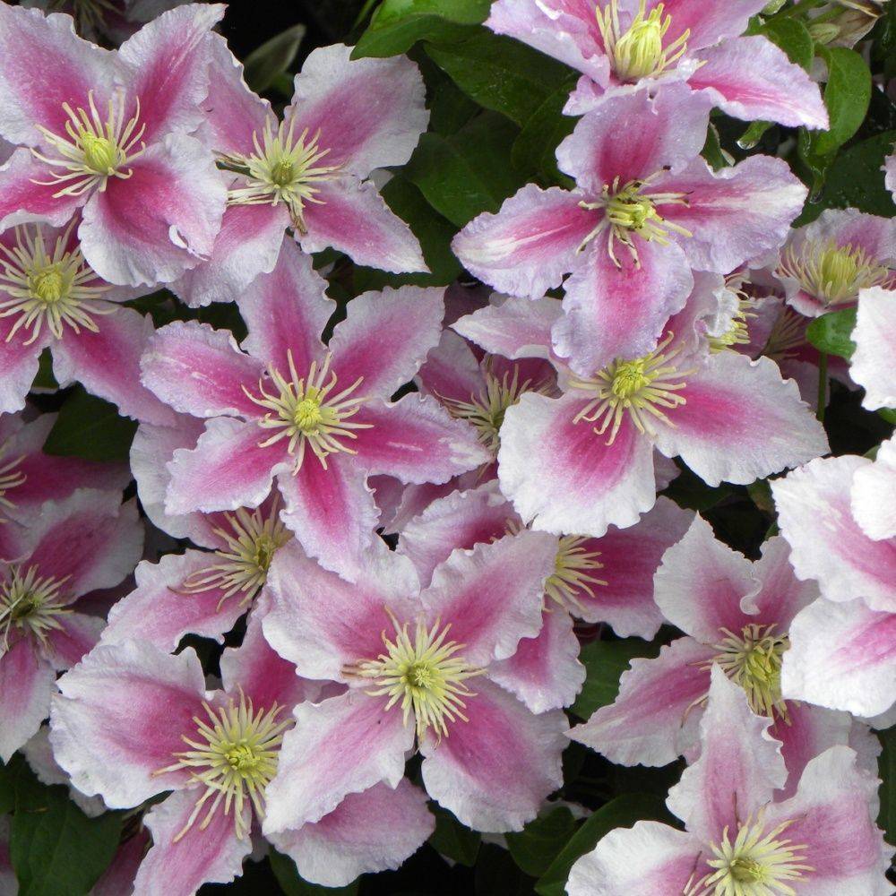Clématite 'Piilu'