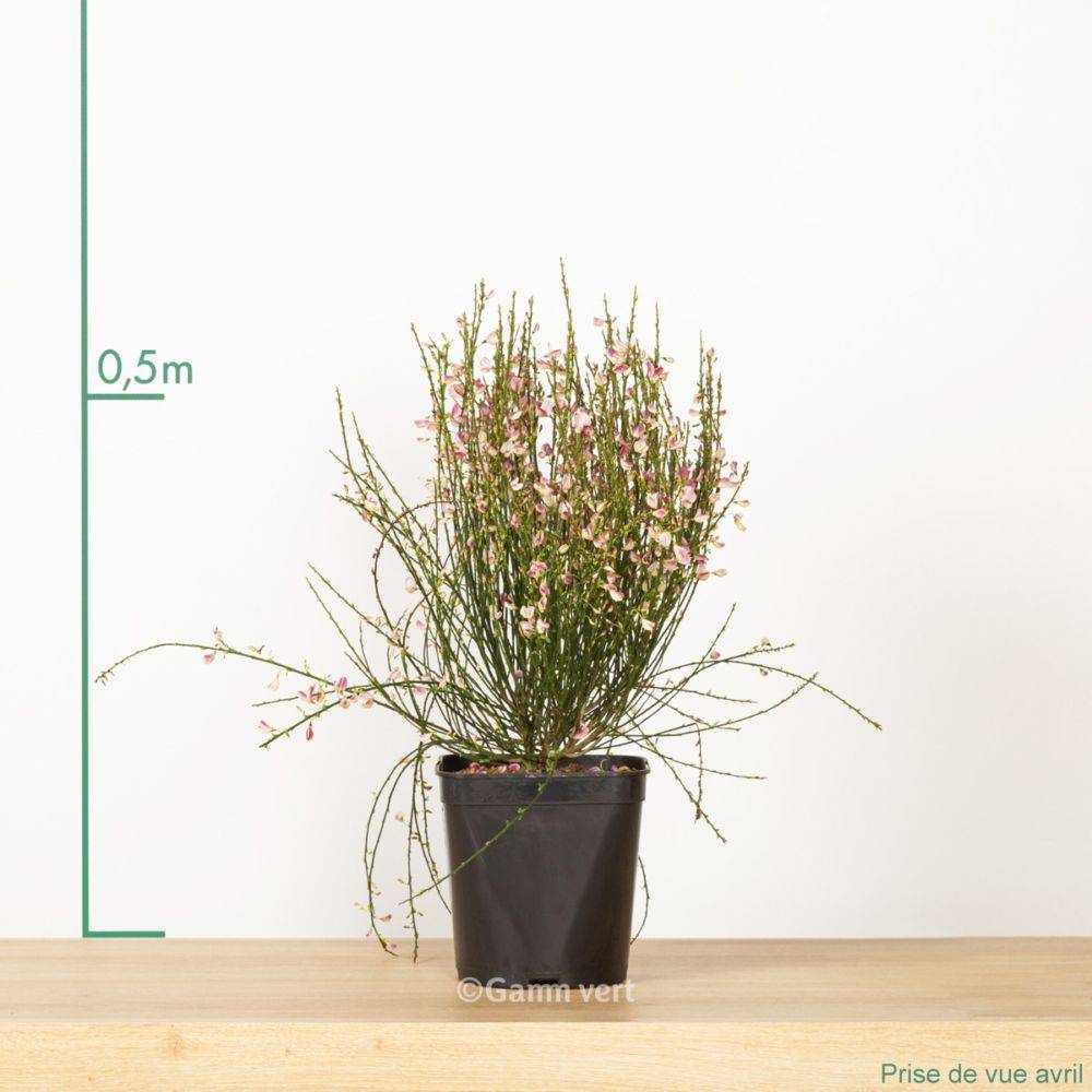Genêt Hollandia - Cytisus - Image 2