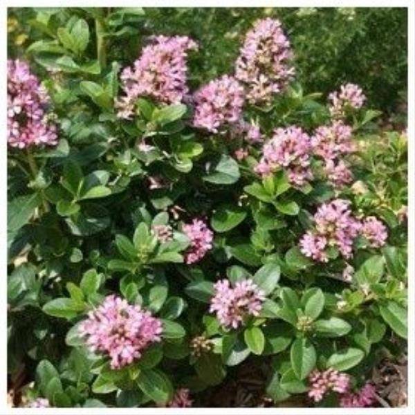 Escallonia 'Pink elle' - Image 2