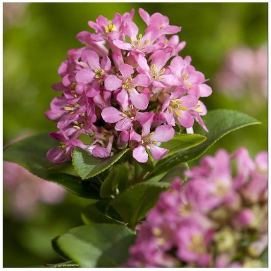 Escallonia 'Pink elle' - Image 1