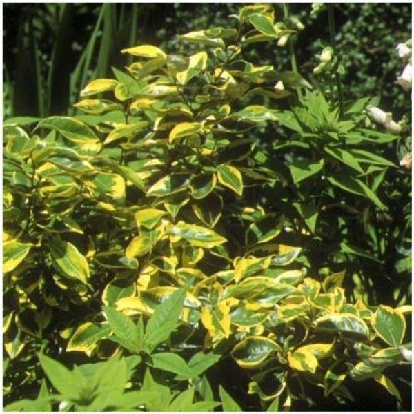 Elaeagnus ebbingei 'Gilt edge'