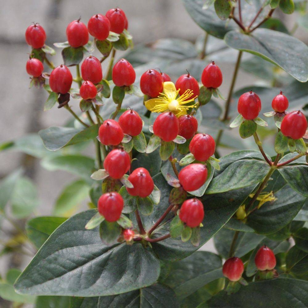 Millepertuis 'Red fame'