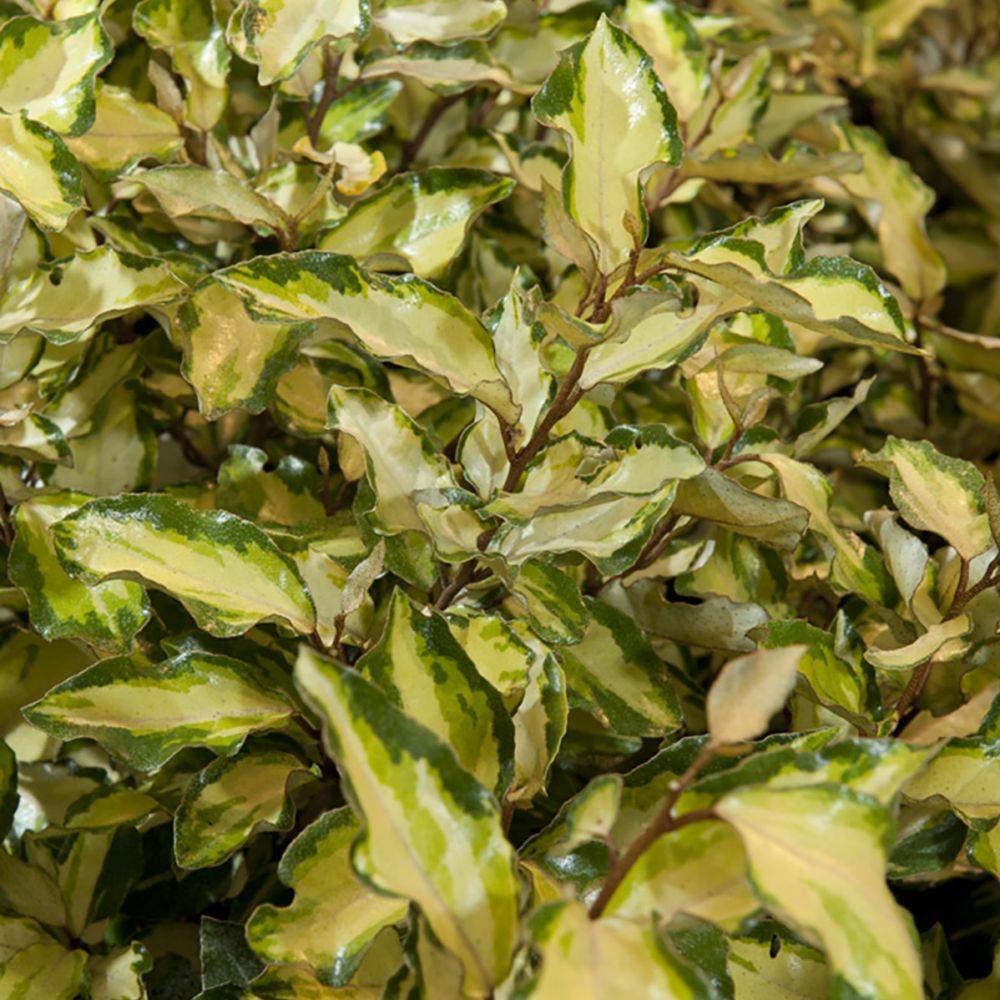Elaeagnus Maryline - Image 2