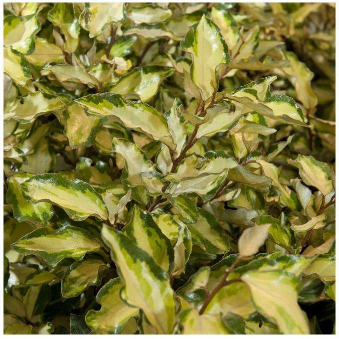 Elaeagnus Maryline - Image 1