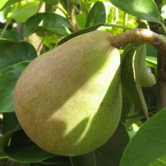 Kit de haie fruitière : 4 poiriers en cordon - Image 2