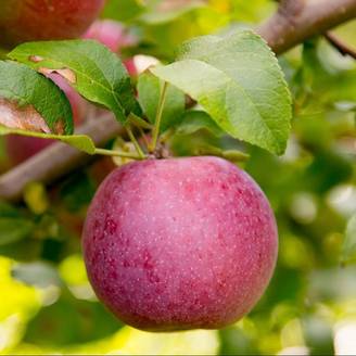 Kit de haie fruitière : 4 pommiers en cordon