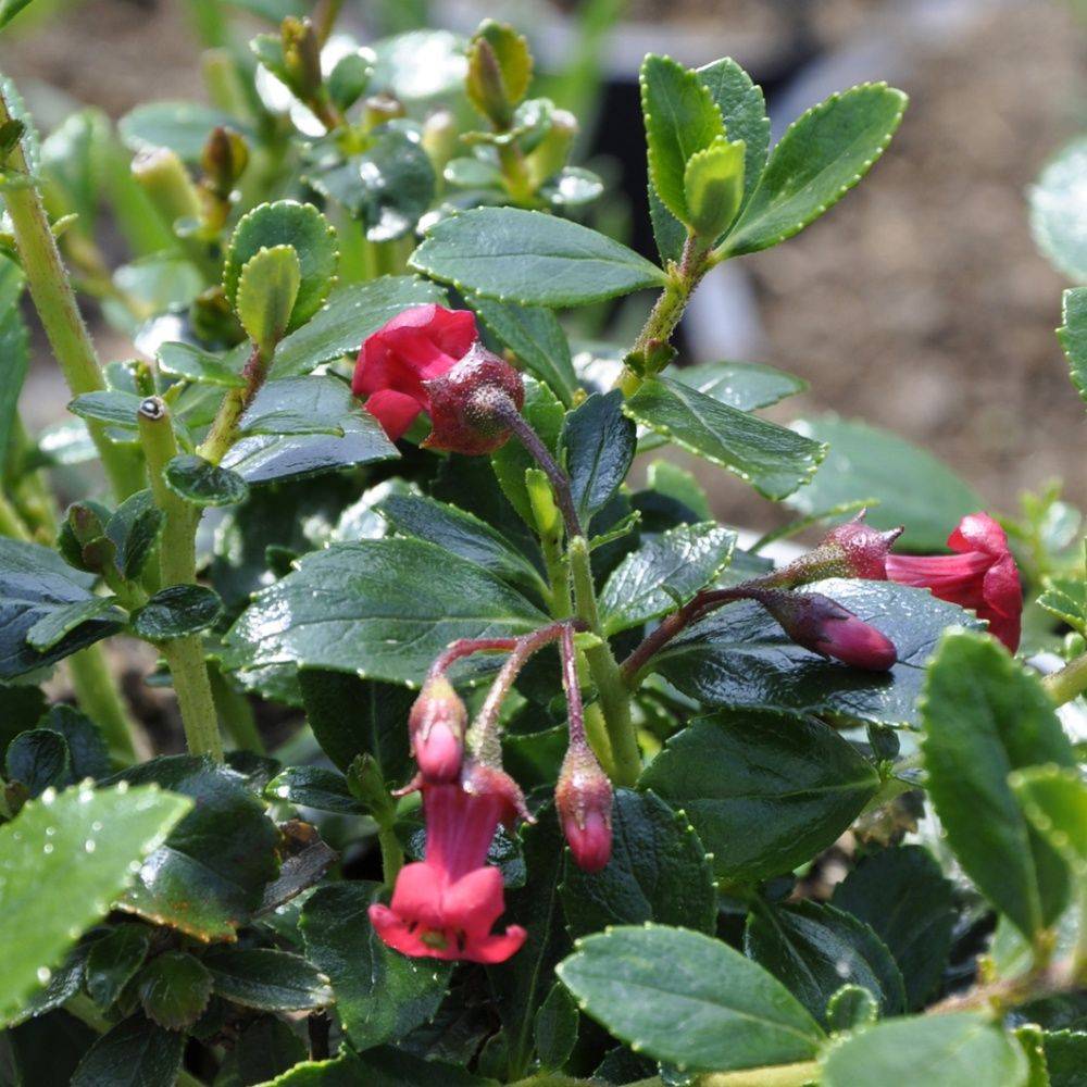 Escallonia rubra 'Macrantha'