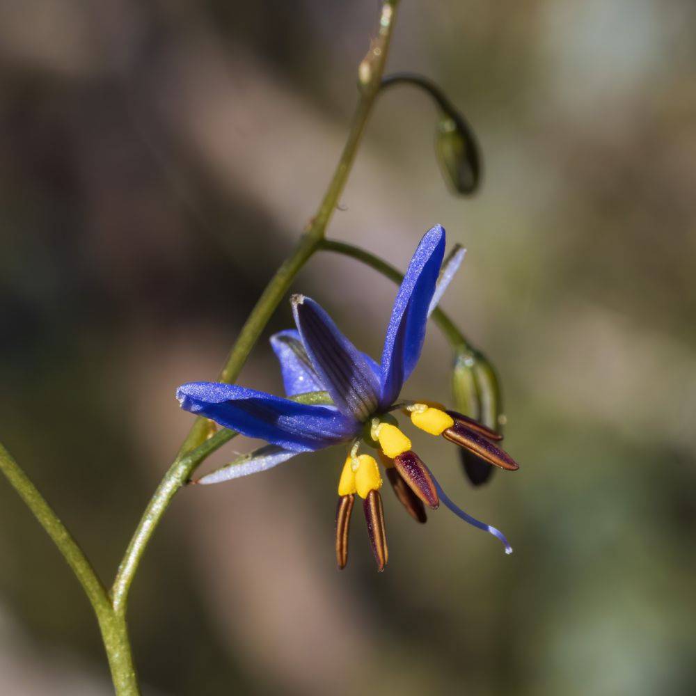 DIANELLA revoluta 'Coolvista' en pot de 4 litres - Image 2
