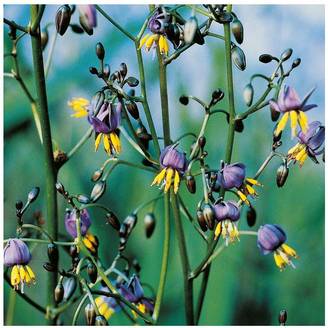 DIANELLA revoluta 'Coolvista' en pot de 4 litres