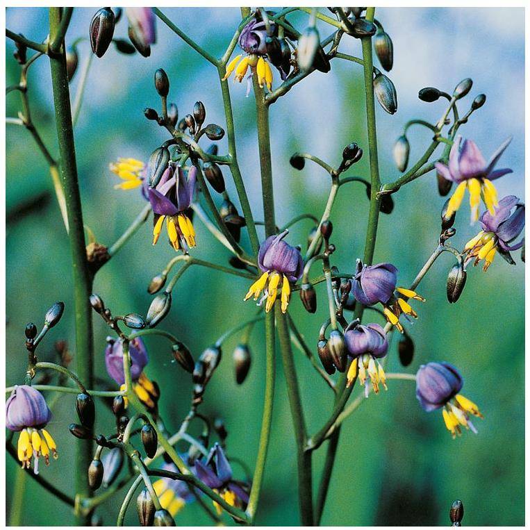 DIANELLA revoluta 'Coolvista' en pot de 4 litres - Image 1