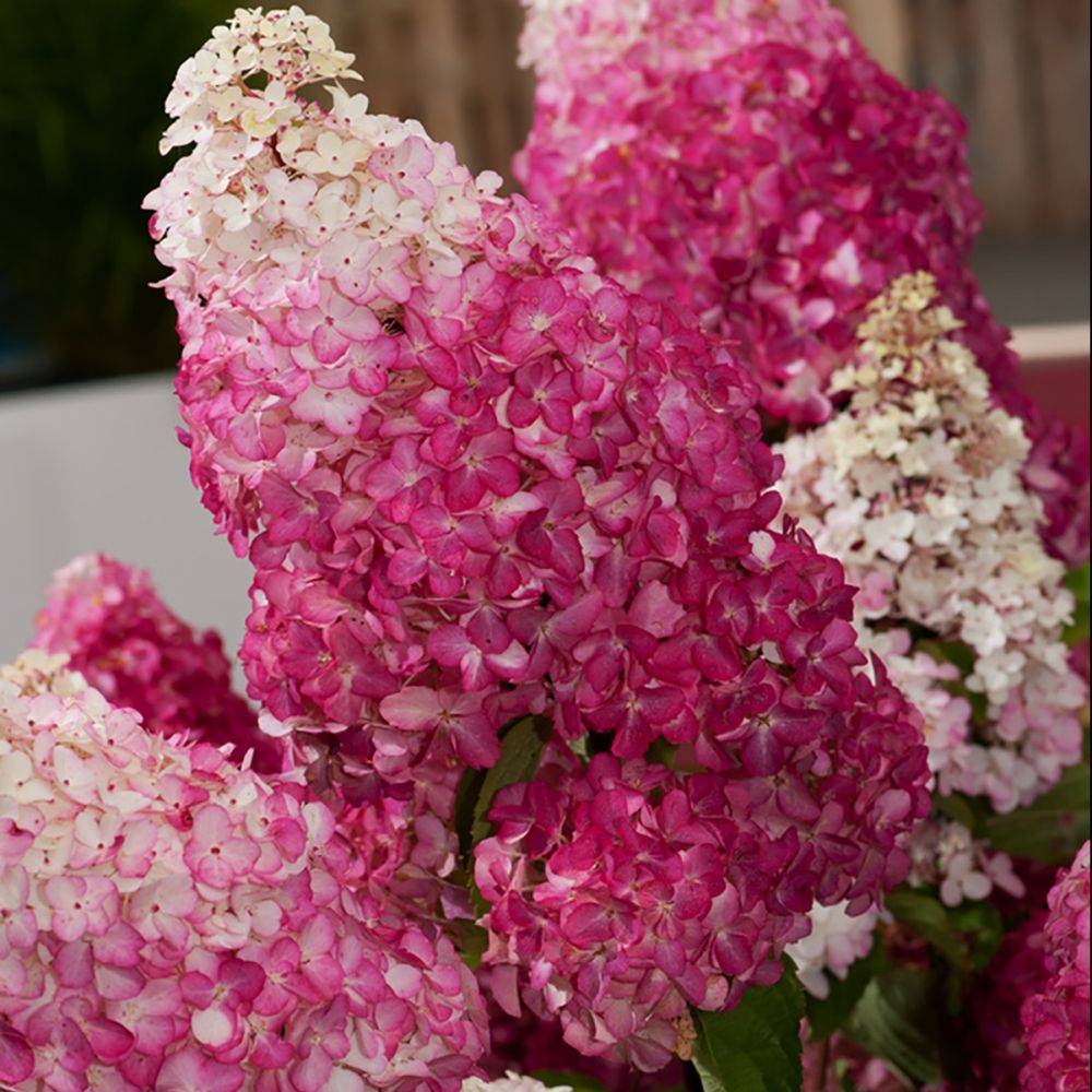 Hydrangea paniculata Fraise Melba® - Hortensia paniculé - Image 1