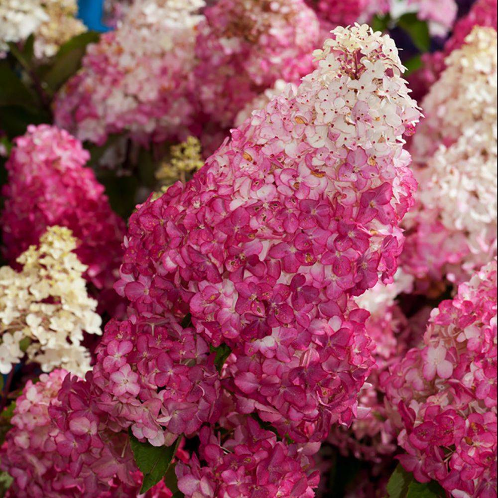 Hydrangea paniculata Fraise Melba® - Hortensia paniculé - Image 2