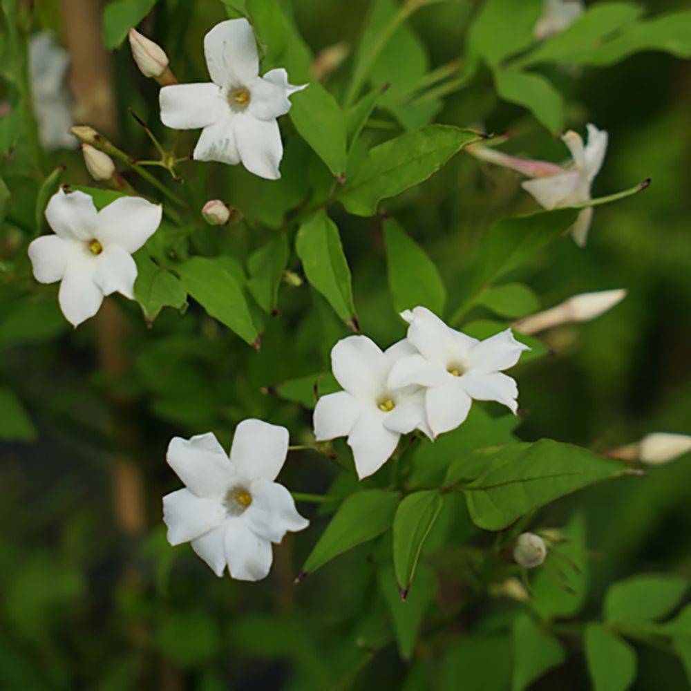 Jasmin d'été ou officinal 'Affine'