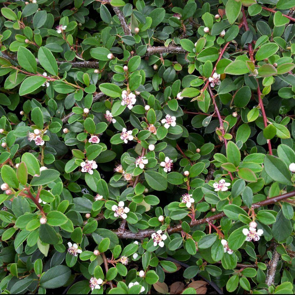Cotoneaster rampant Skogholm - Image 4