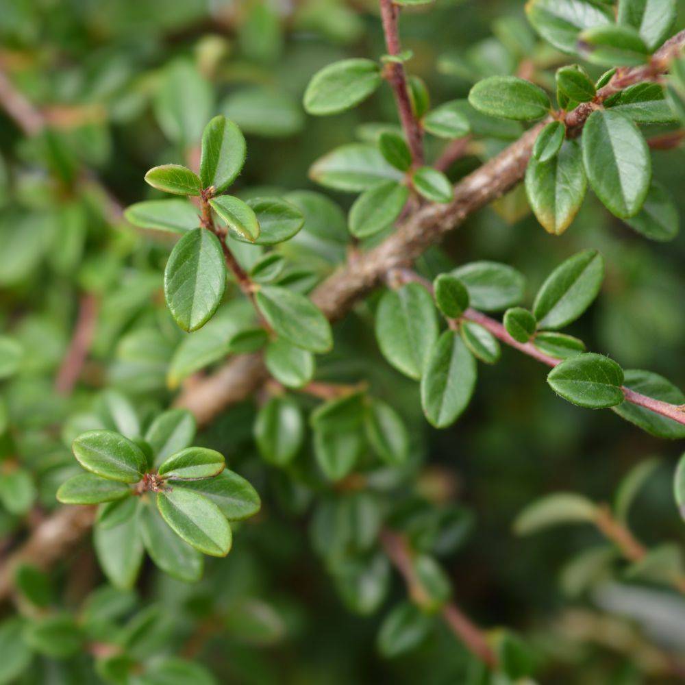 Cotoneaster rampant Skogholm - Image 3