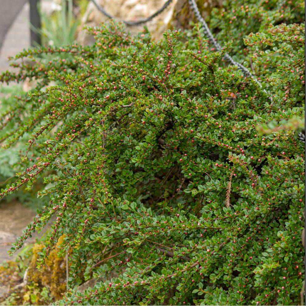 Cotoneaster rampant Skogholm - Image 1