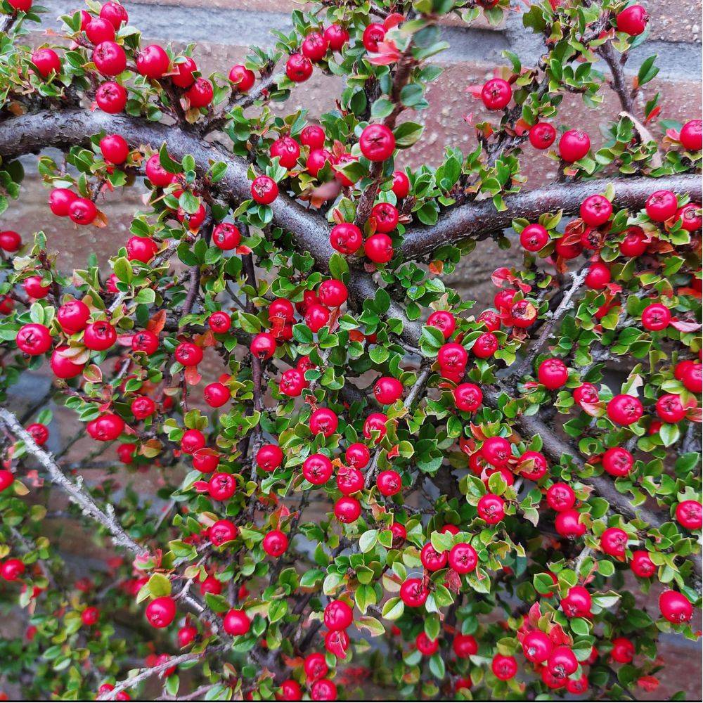 Cotoneaster rampant Skogholm - Image 2