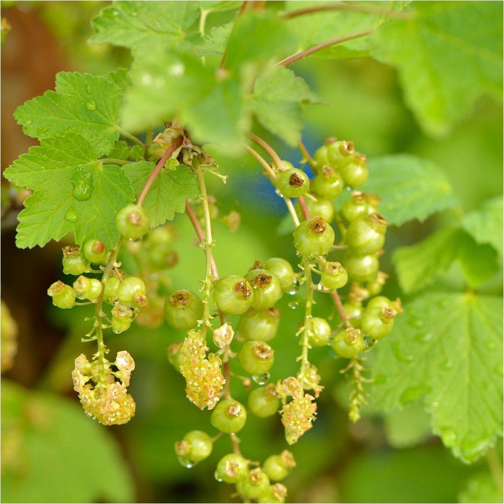 Groseillier à grappes 'Jonkheer van Tets' - INVIVO nous on sème - Bio - Image 1