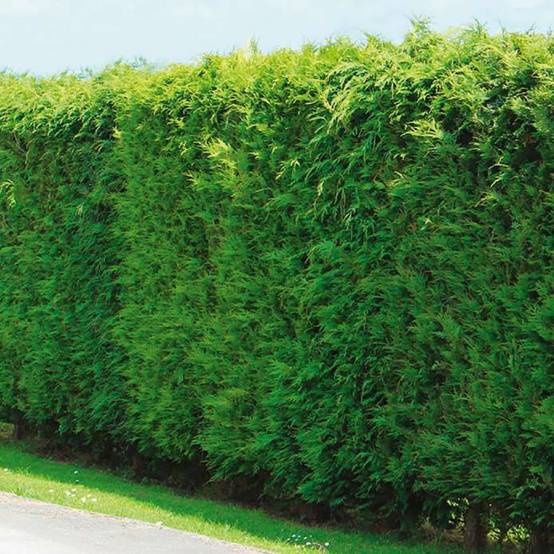 Kit de haie XL Cyprès de Leyland pour 10 mètres lot de 10