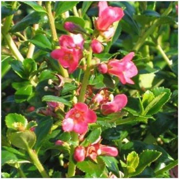 Escallonia 'Cardinalis'